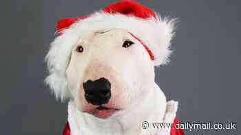 Santa paws! Festive bull terrier Tom shows off his best Christmas outfit