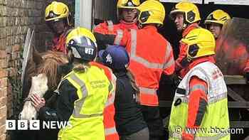 Wall dismantled to rescue horse stuck in gap