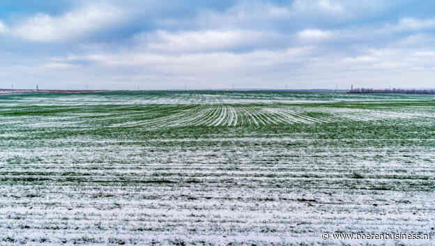 Russische tarwe nog niet klaar voor de winter