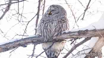 Feathers ruffled on Halifax trail after rare owl attacks