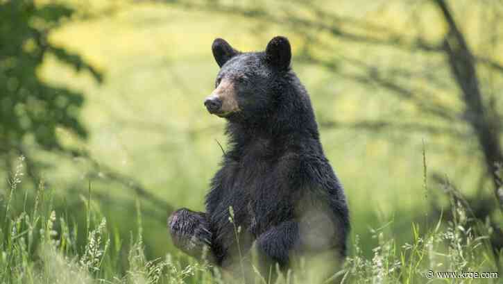 Hunter dies after bear falls from tree in Virginia