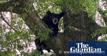 Virginia man dies after bear shot in tree falls on him