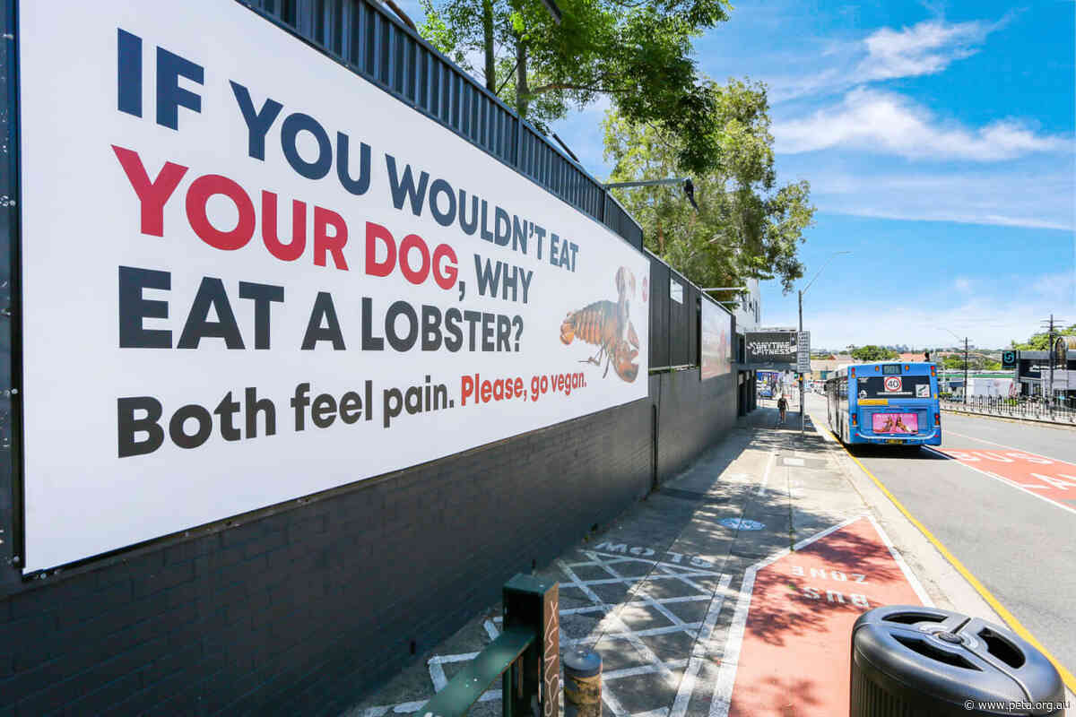 Christmas Shoppers Asked: ‘If You Wouldn’t Eat Your Dog, Why Eat a Lobster?’