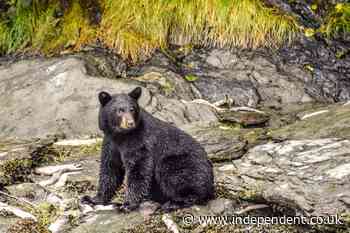 Hunter killed when bear shot in tree falls on him