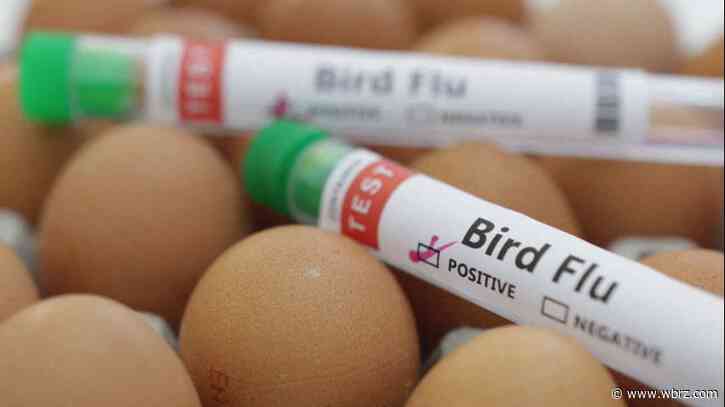 One bird flu case found in Louisiana out of 60 in the country this year