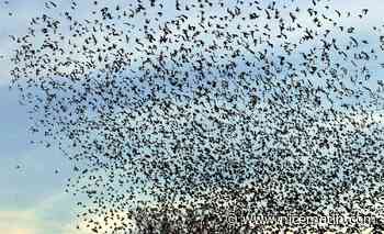 Comment l'aéroport de Nice essaie d'éloigner les oiseaux qui peuvent endommager les avions au décollage?