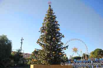 Quel est votre plus beau sapin de la région niçoise? Partagez vos avis