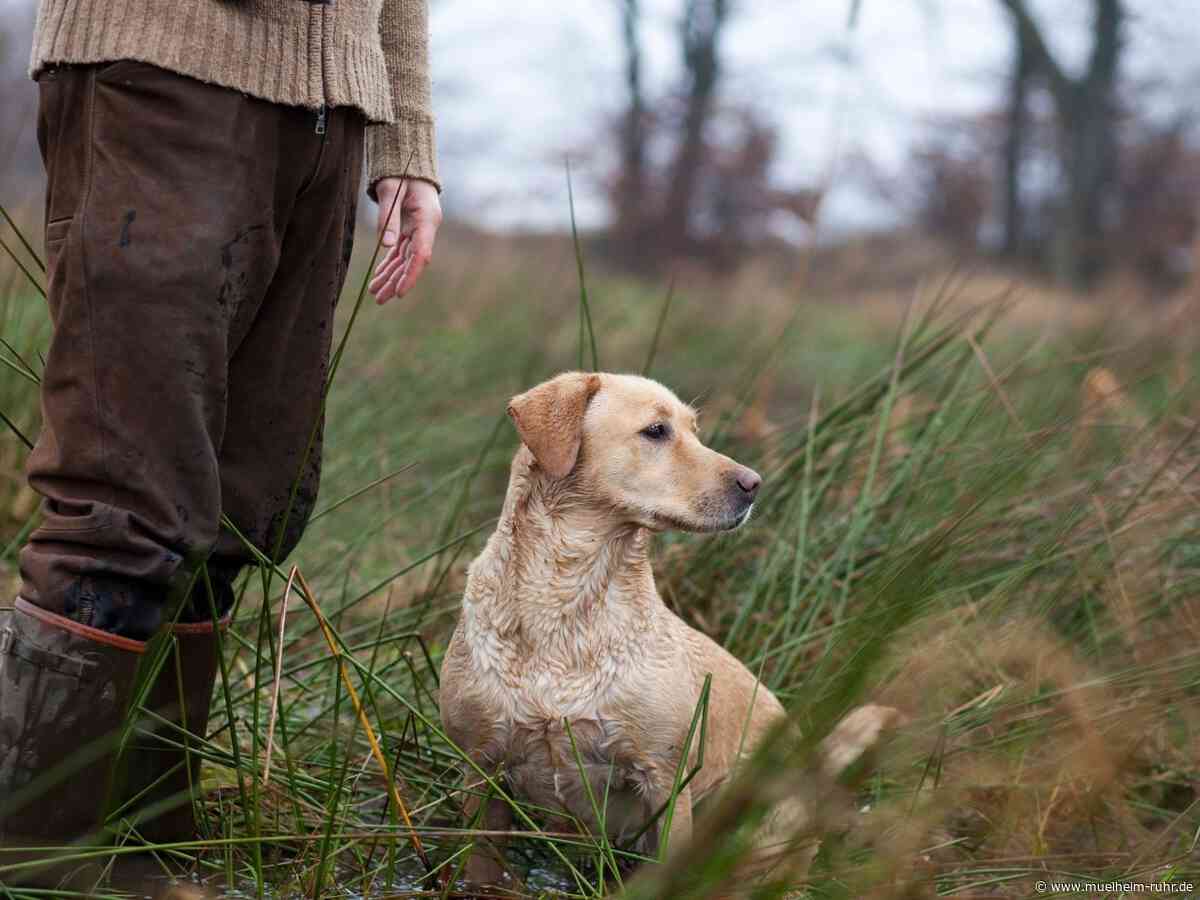 Jagdschein: Antragsstellung ab sofort möglich