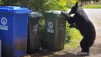 Bin-busting bears in Tofino and Ucluelet making quick work of bear-resistant garbage cans