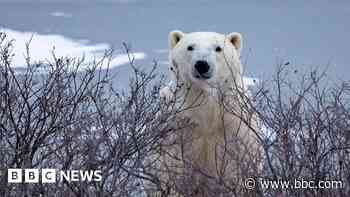 Trouble in Arctic town as polar bears and people face warming world