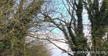 Fallen tree blocking Bazley’s Lane in Norton