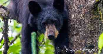 Man killed in freak hunting accident after bear falls out of tree and lands on him