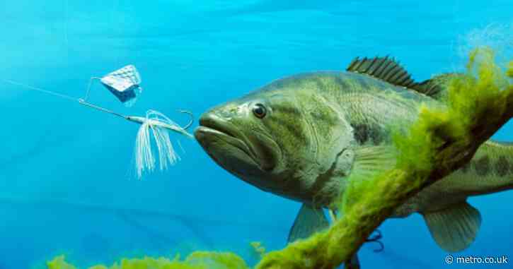 ‘Is angling harmful? How would you like a hook in your lip?’