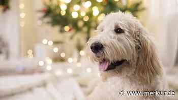 Hund Milo und sein Adventskalender: „Wenn ich jetzt nachgebe, öffne ich alle Türchen auf einmal“