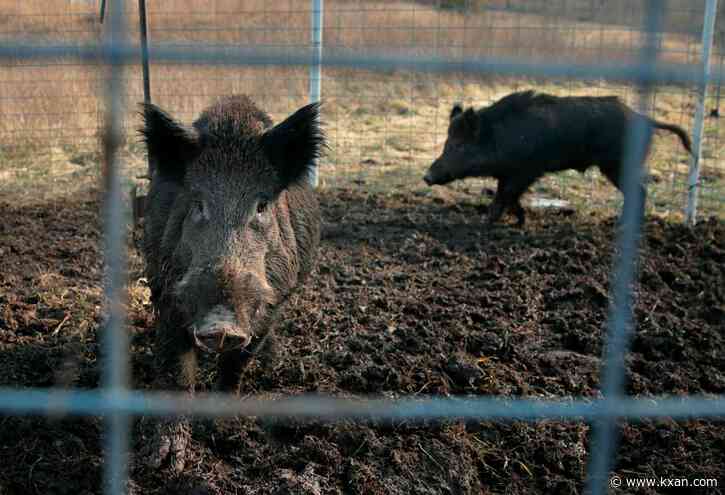 City of Kyle flags 'increased presence' of feral hogs