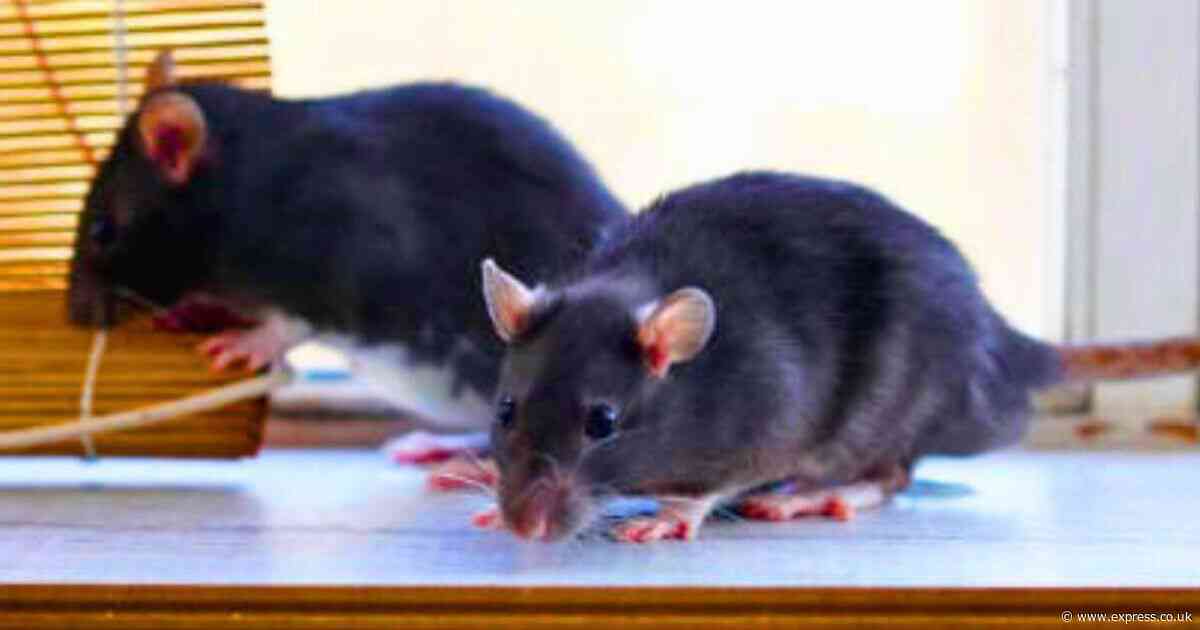 Get rid of mice for good with one natural but very effective household item they fear