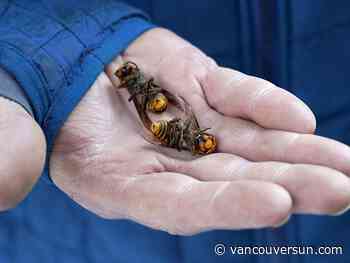 Invasive ’murder hornets’ wiped out in Washington state: U.S. officials