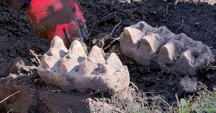 Homeowner finds whole mastodon jaw under his lawn