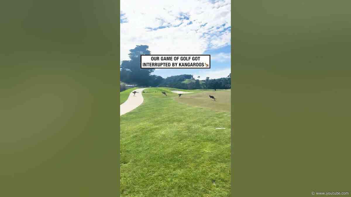 Golfers wait for kangaroo traffic 😂🦘           🎥: Robert Muir via ViralHog