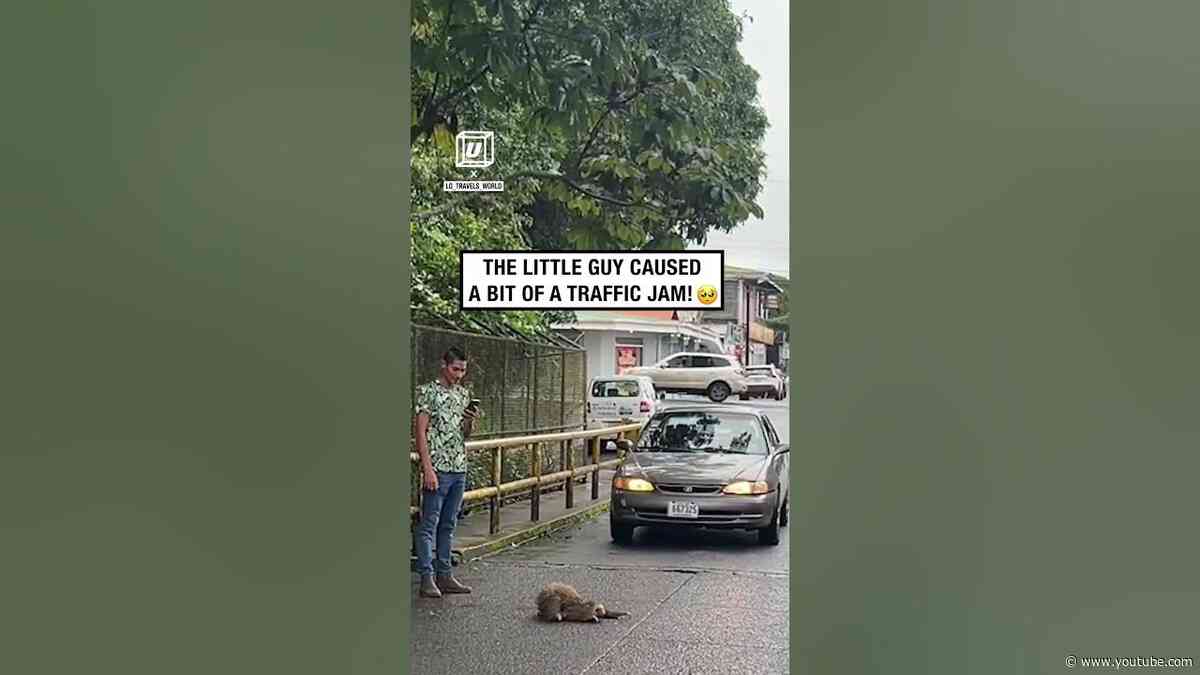 Sloth takes its time to cross the road 🛣️🦥        🎥: TikTok / lo_travels_world