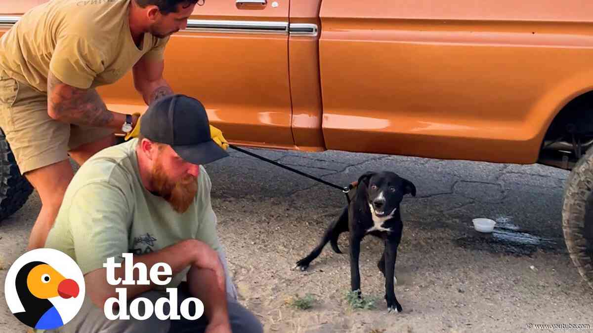 Terrified Pittie Gets Rescued By The Most Perfect Person | The Dodo