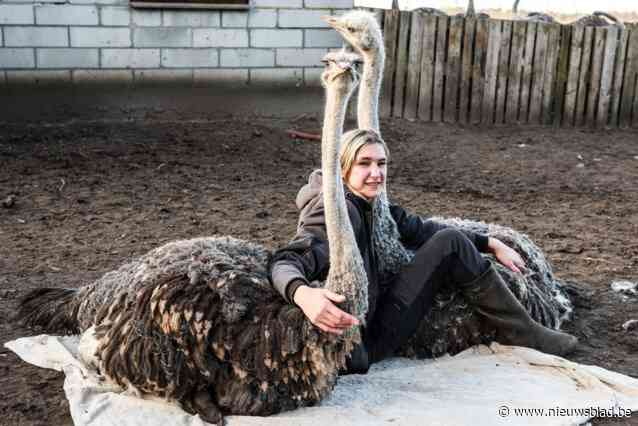 ‘Struisvogelfluisteraar’ Wendy (41) wil in 2025 bewijzen dat struisvogels wél als tamme dieren kunnen gehouden worden: “Ik heb het als eerste getoond”