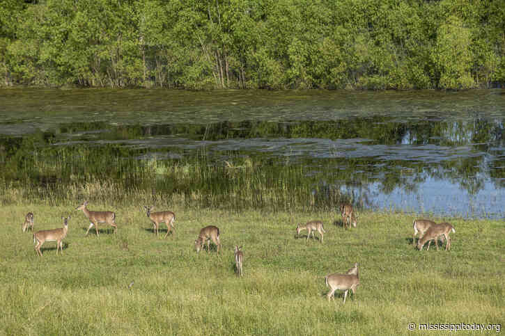 Debate over deer-dog hunting in Mississippi continues after Supreme Court ruling