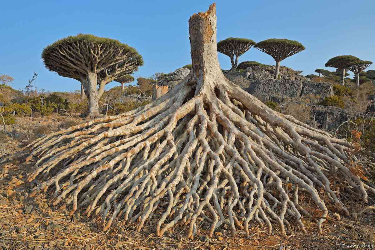 5 fascinating trees that have gone extinct