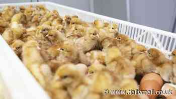 Move to cut the horrifying number of helpless baby chicks killed by US egg industry annually