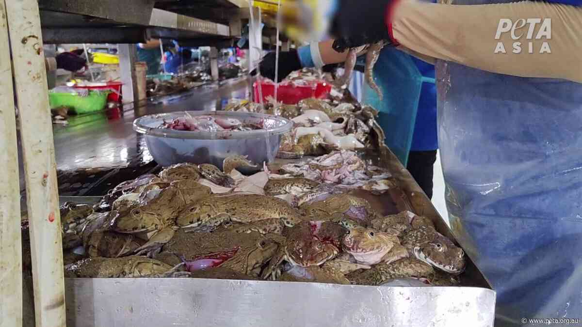 Inside Vietnam’s Frog Meat Trade: Unseen Horrors