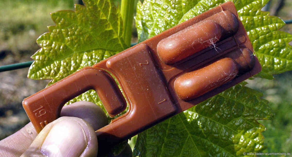 Land erhöht Pheromonförderung im Weinbau