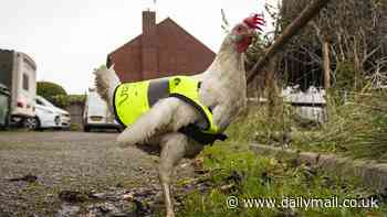 Revealed: How the chicken crossed the road... Dressed in a miniature hi-vis jacket!