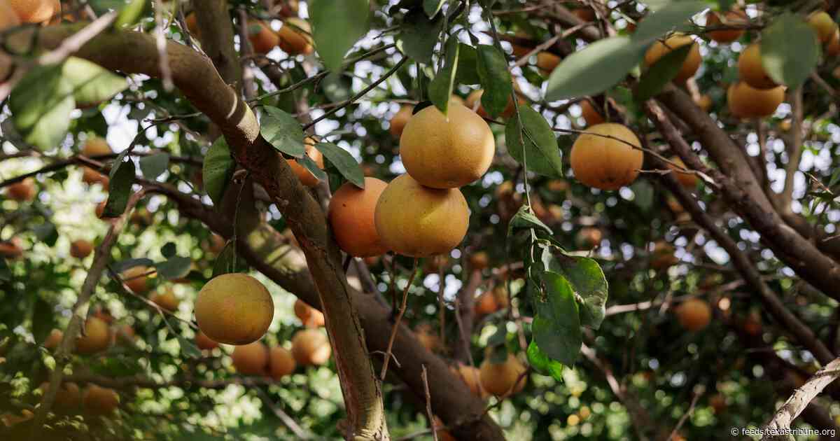 Texas’ citrus industry — once an agricultural powerhouse — is on the brink of disaster