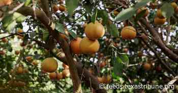 Texas’ citrus industry — once an agricultural powerhouse — is on the brink of disaster