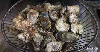 64 people sickened after eating raw B.C. oysters