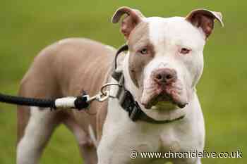 More than 100 dangerous dogs destroyed each month since XL bullies were banned