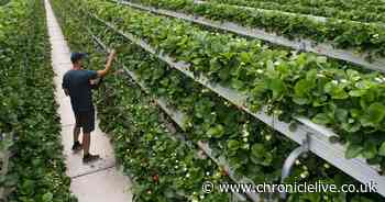 UK growers promise strawberries for the Christmas table thanks to new method