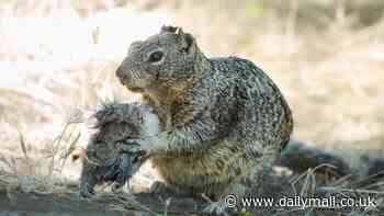 California squirrels evolving in 'shocking' way as scientists investigate key behavioral shift