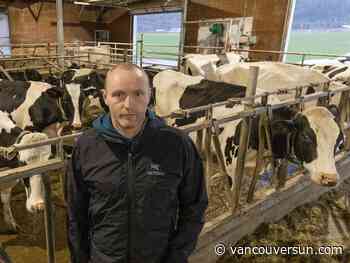 B.C. dairy farmers on alert as thousands of California cows sicken from avian flu