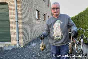 Al negen jaar met pensioen maar Philippe (69) blijft ratten vangen: “Al 1.016 dit jaar”