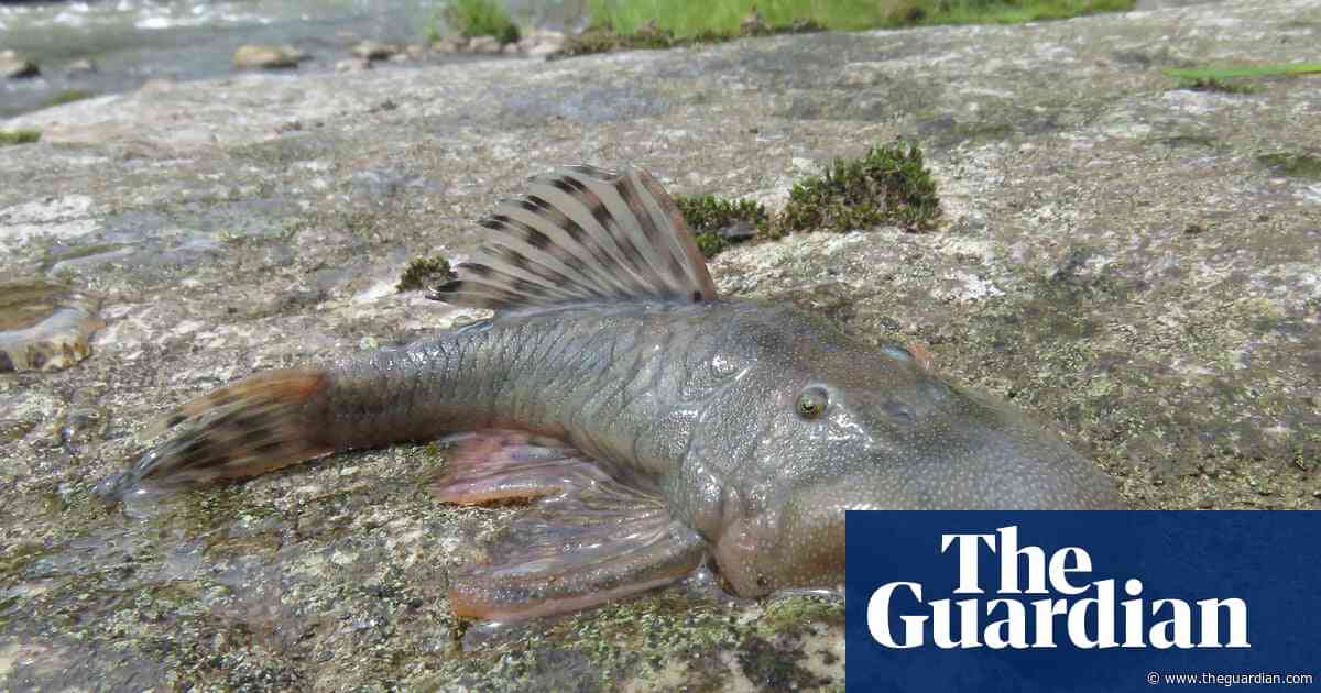 Blob-headed fish and amphibious mouse among 27 new species found in ‘thrilling’ Peru expedition