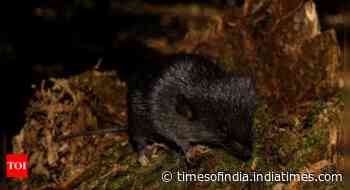 27 new species discovered in Peru’s Amazon, including 'amphibious mouse'and 'dwarf squirrel'