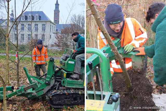 Jonge boompjes uit Abdijdomein van Bornem worden ingeplant rond basiliek van Oudenbosch: symbolisch voor historische band tussen dorpen