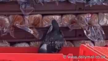 Shocking scene outside a Coles supermarket shows pigeons tucking into crates of food