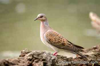 Hundreds of farmers applauded for boosting turtle dove numbers