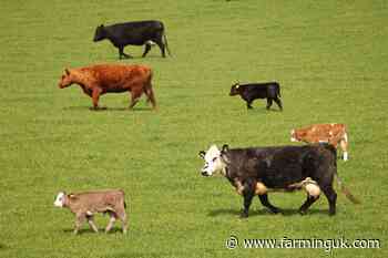 Deadline looming for Scottish Suckler Beef Support Scheme