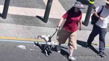 Aussie woman spotted walking her robot dog on a leash