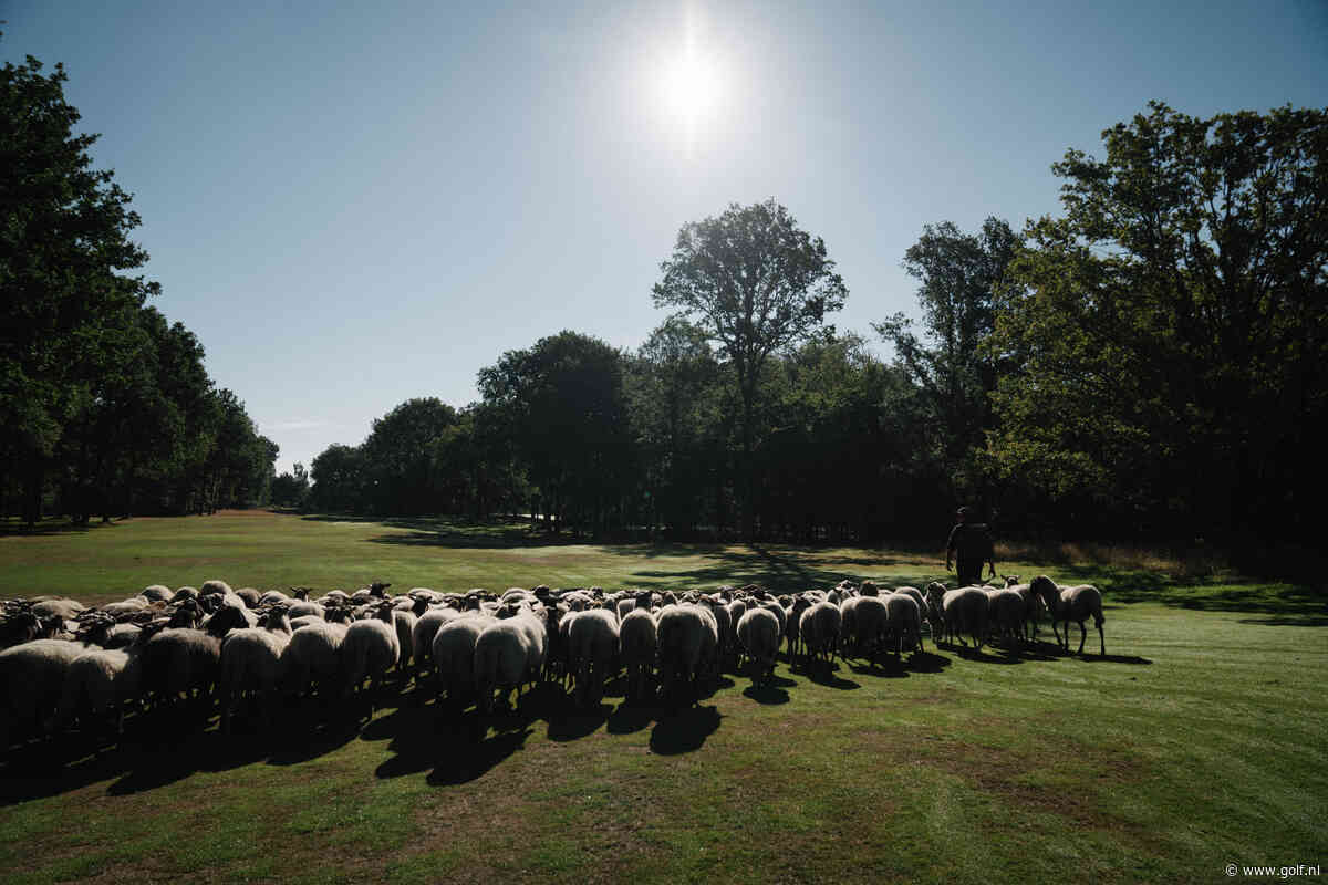 Code groen en uitdagend voor elk niveau: dit zijn de beste golfbanen van Drenthe