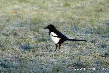 Urgent warning issued to anyone with these birds in garden during cold snap