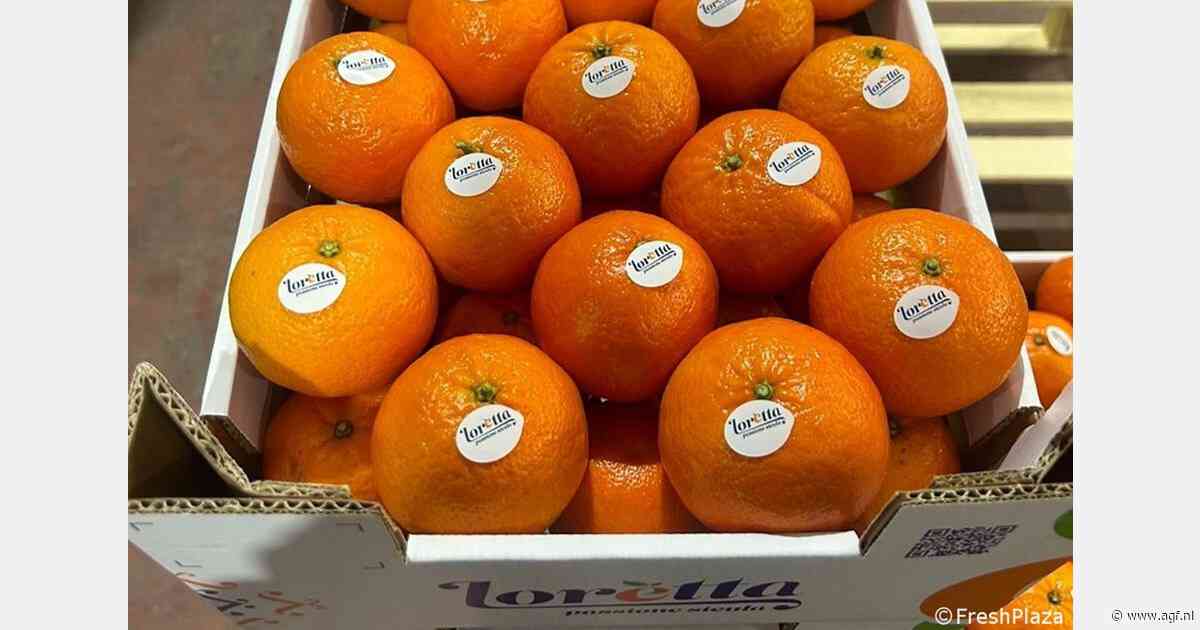 Tacle citrus: pitloos en gemakkelijk te pellen